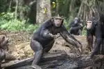 Útulek pro záchranu šimpanzů Jane Goodallové (4/6)