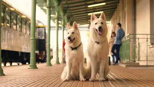 O psie, który jeździł koleją 2