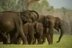 Skutečná Kniha džunglí