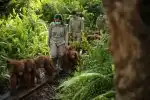 Orangutaní škola v džungli II (4)