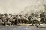 Království antilop