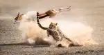 Program David Attenborough: Lov (1)