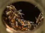 Program Divoké včely