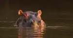 Program Zázračná planeta: Serengeti III (4/6)