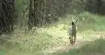 Program Vlk: Tulák bez hranic (2/2)