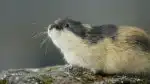 Program Lumík: Malý gigant severu