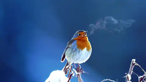 Attenborough i śpiew natury