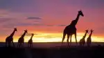 Program Masai Mara: Křižovatka divočiny (1)
