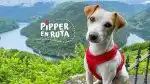 Program Pipper na cestách