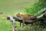 Program Srí Lanka - levharti z Yaly