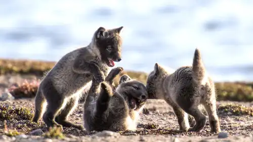 Kanada - sztuka przetrwania na dzikiej Północy