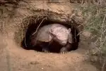 Program David Attenborough: Život savců (7)