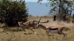 Program Nejdokonalejší tvorové v umění přežít (1/5)