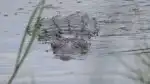 Moremi, království hrochů