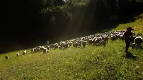 divoČINY