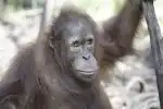 Program Orangutaní škola v džungli (2)