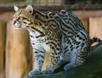 Program Americký ocelot
