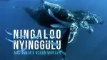 Ningaloo: Australský ráj (3)