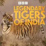 Program Zázračná planeta: Legendární tygří Indie