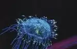 Program Odhalená tajemství fluorescence (1)