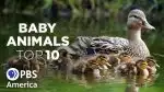 Program TOP 10 zvířecích mláďat